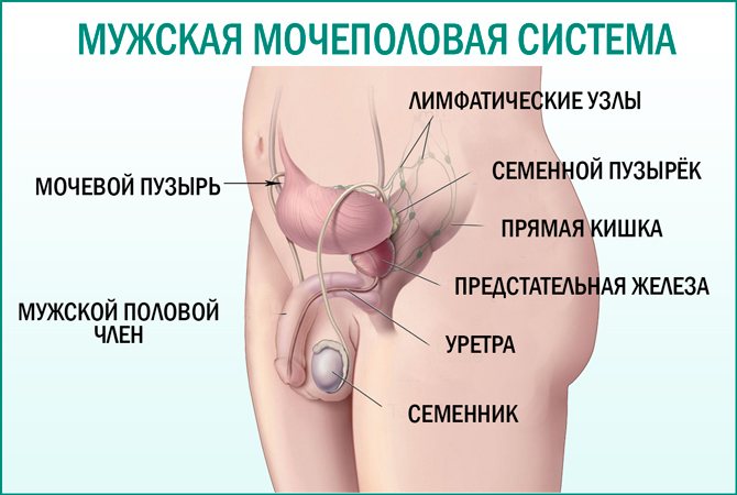 Строение мочеполовой системы у мужчин схема фото с названиями и описанием